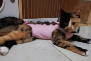小森生活猫咪领养与培养攻略（一步步教你打造幸福猫咪家庭）