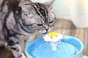 成为猫咪大师（逐步揭秘Cats转生的秘密，让你轻松成为猫咪大师）
