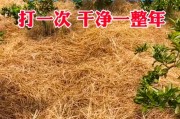 《DNF手游简约野性勋章》属性解析（打造顶级勇者必备，探究简约野性勋章的属性优势）